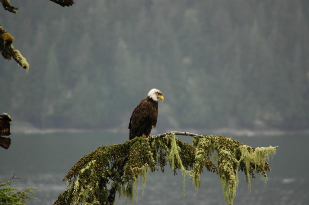 Villa Bjorn Holm Port Renfrew Esterno foto